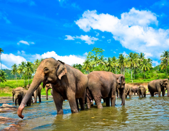 05 Nights / 06 Days – Magical Sri Lanka Tour