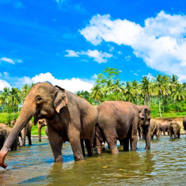 05 Nights / 06 Days – Magical Sri Lanka Tour